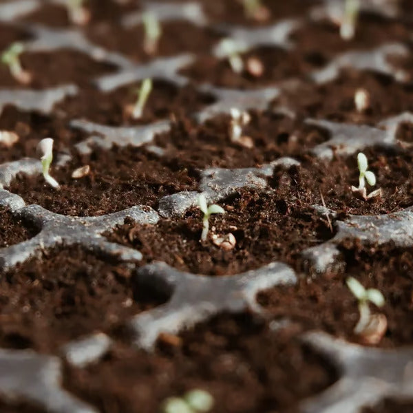 🥥Premium Organic Coconut Coir Bricks for Plants
