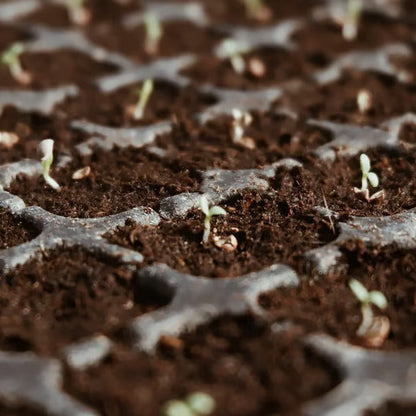 🥥Premium Organic Coconut Coir Bricks for Plants