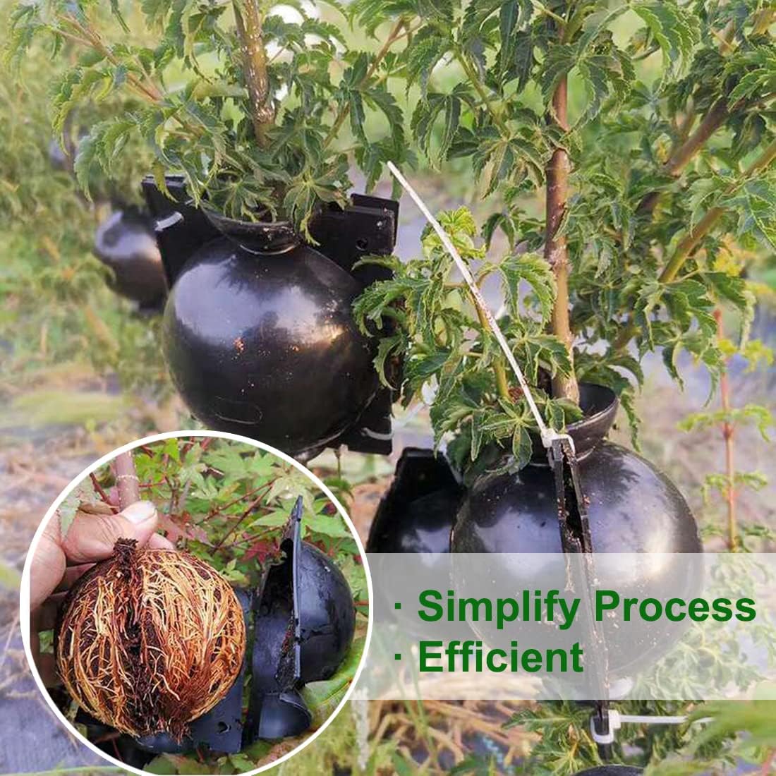 Plant Root Growing Box