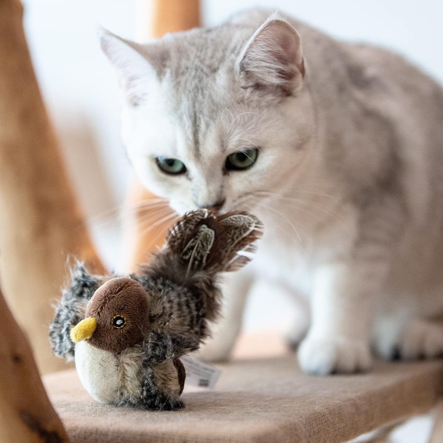 Chirping Chaser Bird