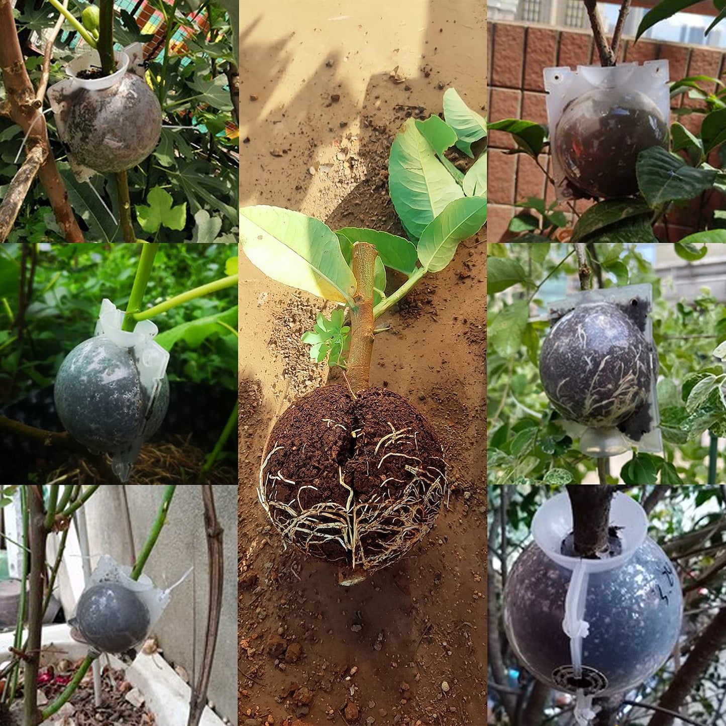 Plant Root Growing Box